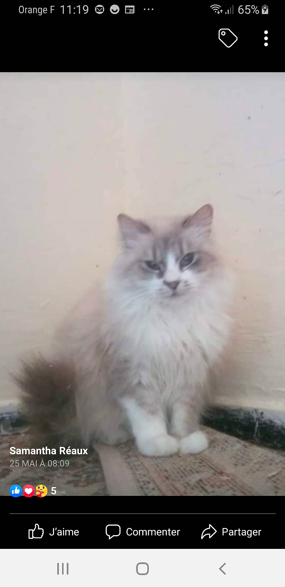 Emy participe au concours pour gagner de l'argent avec cette photo : british_longhair, carnivore, cat, felidae, fur, paw, small_to_medium_sized_cats, snout, terrestrial_animal, whiskers