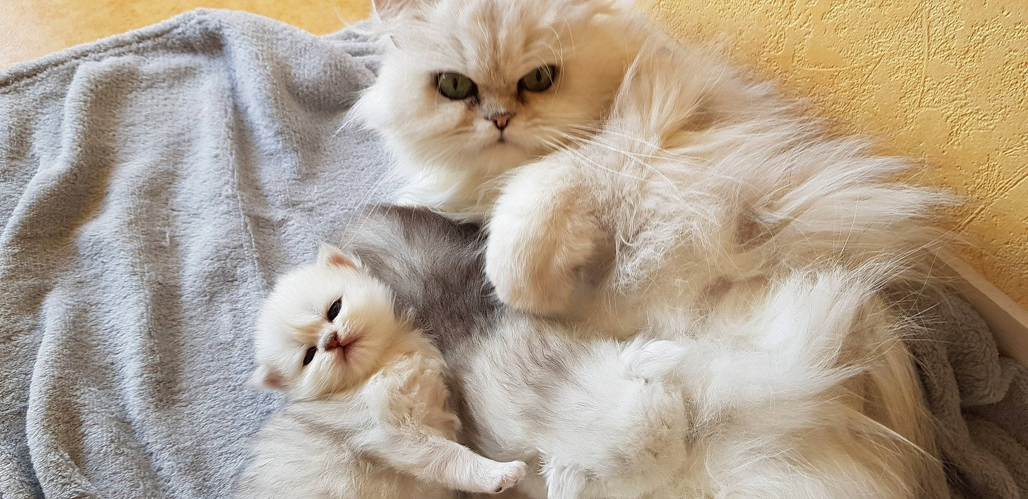 Popy participe au concours pour gagner de l'argent avec cette photo : carnivore, cat, claw, comfort, fawn, felidae, fur, herbaceous_plant, paw, small_to_medium_sized_cats, snout, terrestrial_animal, whiskers