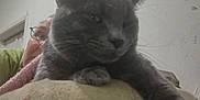 Diesel is registered to the contest to win money with this photo: animal, casual, cat, close_up, couch, cozy, door, face, feline, glasses, gray_cat, home, indoor, paw, person, pet, relaxed, soft_surface, wall, whiskers