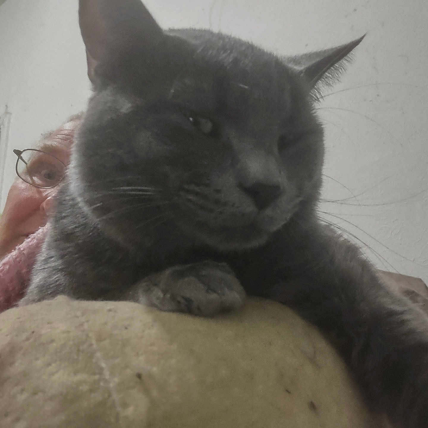 Diesel is registered to the contest to win money with this photo: animal, casual, cat, close_up, couch, cozy, door, face, feline, glasses, gray_cat, home, indoor, paw, person, pet, relaxed, soft_surface, wall, whiskers