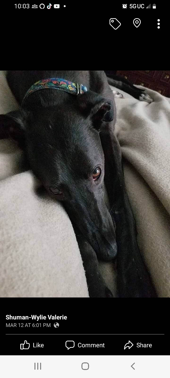 Saucey joined the competition — help win amazing prizes! borador, canidae, carnivore, companion_dog, dog, dog_breed, grey, non_sporting_group, rampur_greyhound, sighthound, sleeve, sporting_group, terrestrial_animal, whiskers, working_animal