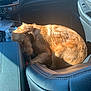 dog, golden_retriever, sleeping, car_interior, sunlight, leather_seat, dashboard, water_bottle, comfort, nap, pet, animal, cozy, resting, seat, window, sunshine, vehicle, curled_up, daylight