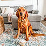 dog, golden_retriever, toy, cupcake_toy, carpet, floral_pattern, living_room, couch, pillows, throw_blanket, floor_lamp, wicker_basket, wood_floor, pet, indoor, seated, looking_at_camera, furniture, home_decor, calm