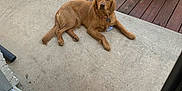 Maple is registered to the contest to win money with this photo: dog, golden_retriever, patio, concrete, wooden_deck, wicker_furniture, outdoor, relaxed, sunny, pet, collar, animal, laying_down, daylight, doorway, home, backyard, leisure, domestic_animal, furniture