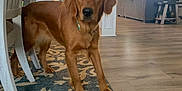 Maple joined the competition — help win amazing prizes! brown_dog, carpet, ceiling_fan, chair, collar, curtains, decor, dog, floor, furniture, golden_retriever, home, indoor, light, living_room, person, pet, table, window, wood_floor