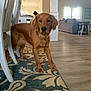 dog, golden_retriever, indoor, living_room, carpet, chair, person, wood_floor, furniture, window, curtains, ceiling_fan, table, home, pet, brown_dog, collar, decor, light, floor