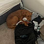 dog, golden_retriever, puppy, bedroom, clothes, carpet, black_bag, sandal, bed, wall, corner, indoor, pet, fur, collar, resting, cute, messy, animal, floor