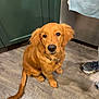 dog, golden_retriever, puppy, floor, kitchen, cabinet, towel, shoe, solemn, pet, animal, indoor, brown_fur, looking_up, collar, domestic, wooden_floor, flooring, waiting, cute