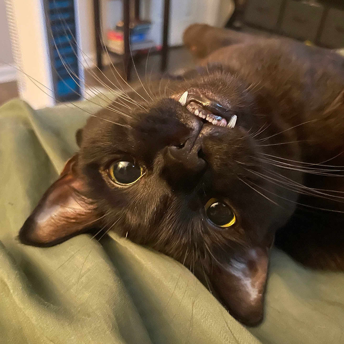 Lyra Jean is registered to the contest to win money with this photo: black_cat, cat, feline, pet, whiskers, teeth, upside_down, indoor, blanket, green, close_up, eyes, ears, fur, cute, animal, relaxed, cozy, living_room, playful
