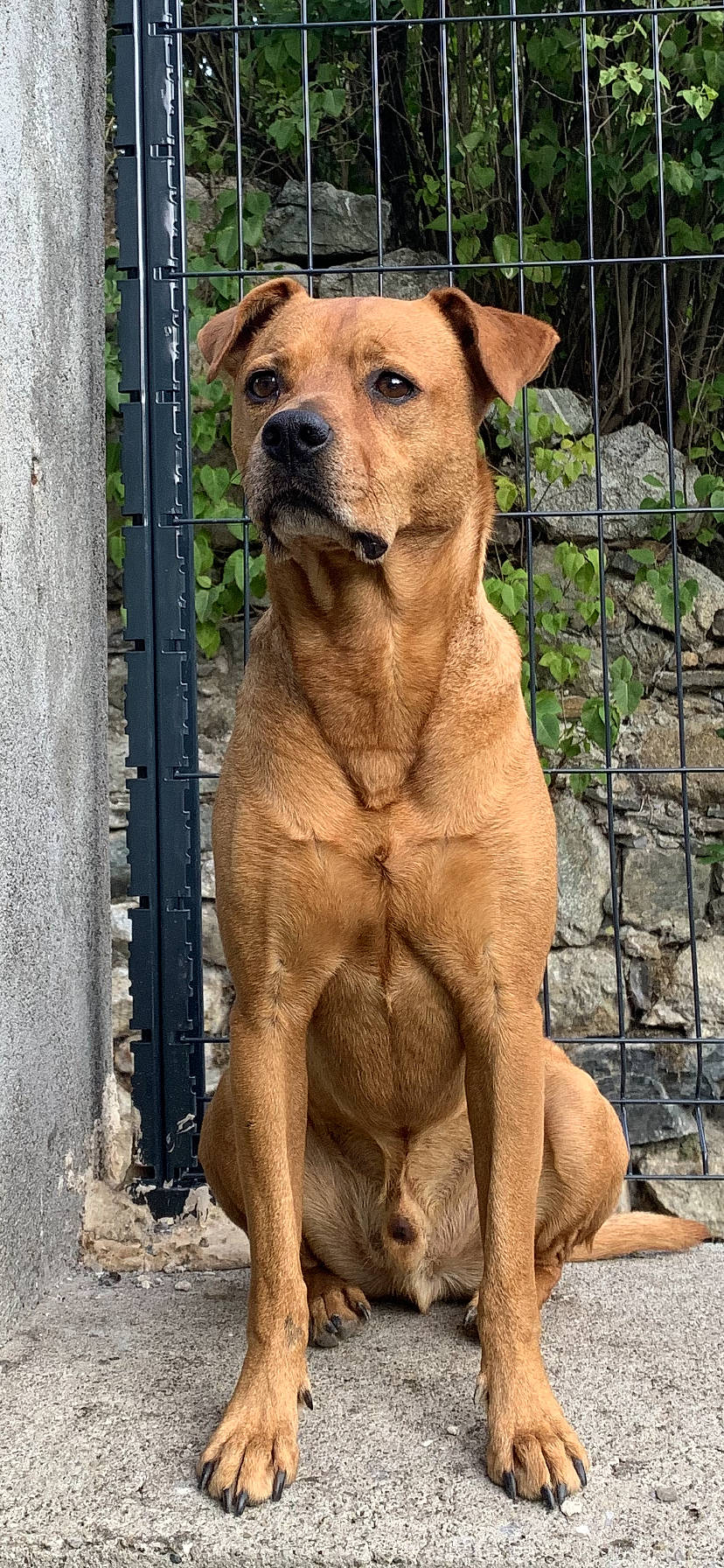 Doggy participe au concours pour gagner de l'argent avec cette photo : ancient_dog_breeds, canidae, carnivore, collar, companion_dog, dog, dog_breed, dog_collar, fawn, fence, guard_dog, liver, mesh, paw, pet_supply, plant, snout, sporting_group, working_animal, working_dog