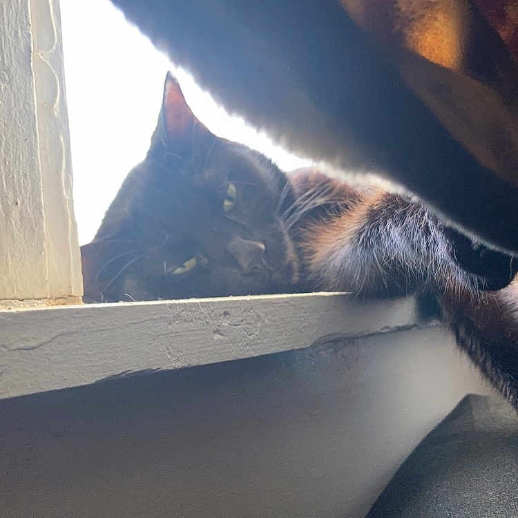 Kya is registered to the contest to win money with this photo: abyssinian, animal, blackcat, cat, chair, curtain, electronics, furniture, indoors, kitten, manx, person, pet, siamese, sleeping, window, windowsill, wood