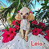 Jerzey Mae And Leia is registered to the contest to win money with this photo: dog, small_dog, pet, portrait, sitting, pink_bows, flowers, hibiscus, tropical, beach, palm_trees, ocean, sand, outdoor, animal, cute, wide_eyes, fluffy_ears, pet_photography, text_overlay