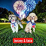 Jerzey Mae And Leia joined the competition — help win amazing prizes! dogs, canines, shih_tzu, poodle, pets, outdoor, grass, night, fireworks, park, patriotic, scarves, accessories, portrait, standing, sitting, festive, celebration, text_overlay, two_animals