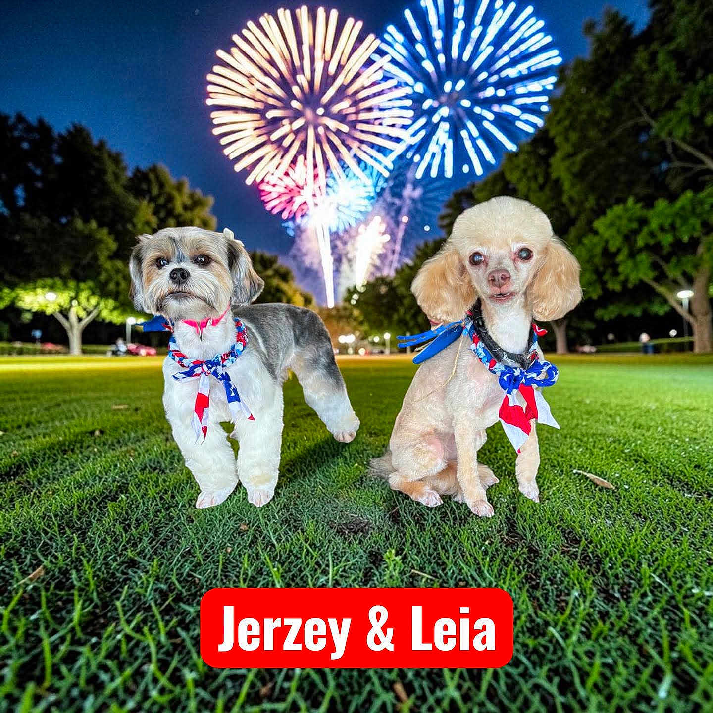Jerzey Mae And Leia joined the competition — help win amazing prizes! dogs, canines, shih_tzu, poodle, pets, outdoor, grass, night, fireworks, park, patriotic, scarves, accessories, portrait, standing, sitting, festive, celebration, text_overlay, two_animals