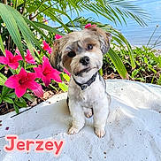 Jerzey Mae And Leia joined the competition — help win amazing prizes! dog, puppy, pet, portrait, sitting, outdoor, tropical, flowers, pink_flowers, palm_leaves, garden, beach, ocean, blue_sky, collar, fluffy, cute, looking_at_camera, text_overlay, concrete