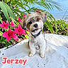 dog, puppy, pet, portrait, sitting, outdoor, tropical, flowers, pink_flowers, palm_leaves, garden, beach, ocean, blue_sky, collar, fluffy, cute, looking_at_camera, text_overlay, concrete