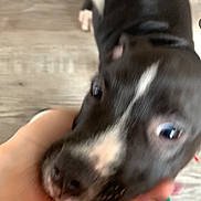 Oreo is registered to the contest to win money with this photo: animal, black_and_white, blurry, canine, close_up, companion, curious, cute, dog, domestic_animal, floor, friendly, hand, indoor, legs, person, pet, playing, puppy, young_dog