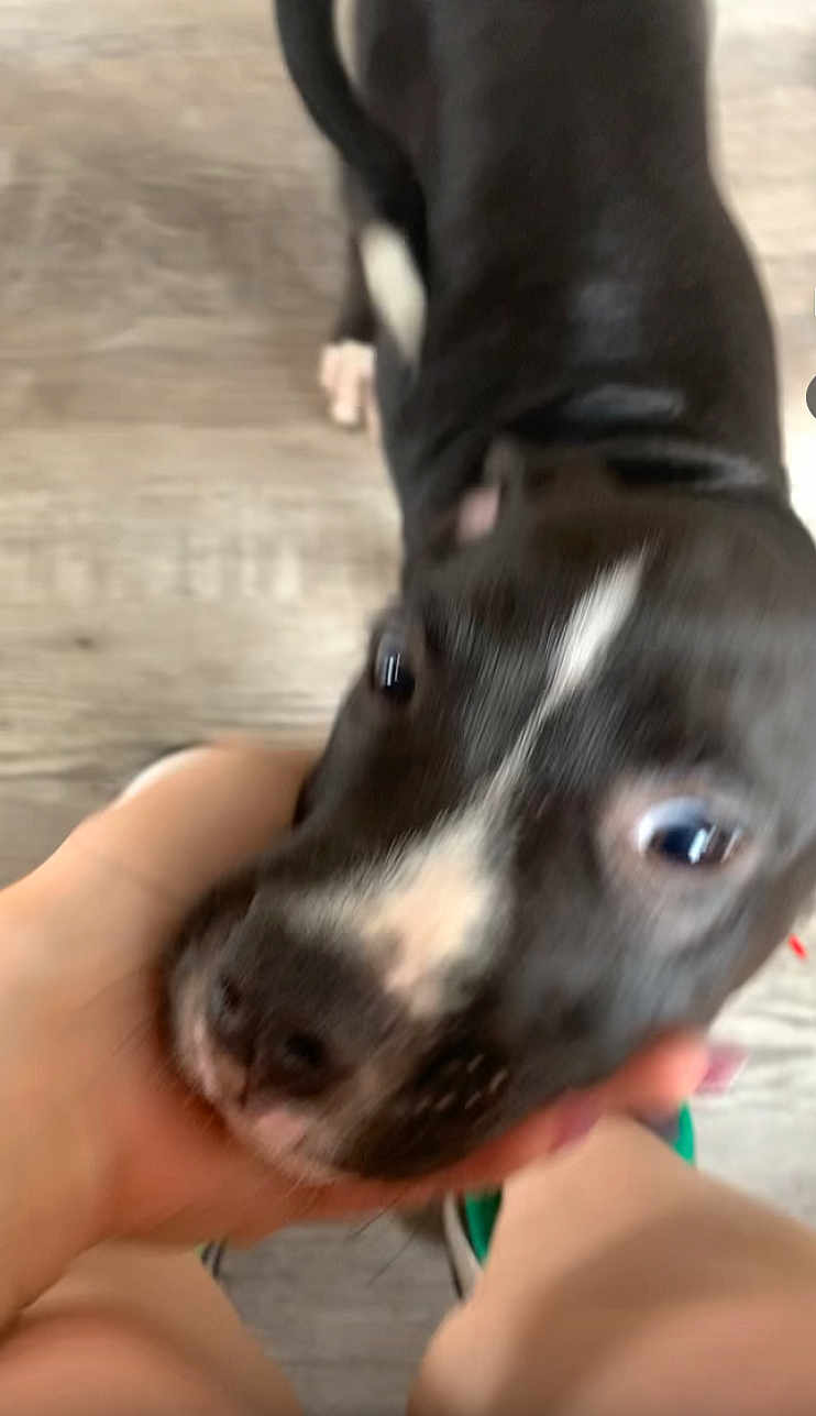 Oreo