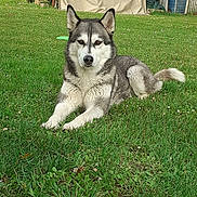 Nixie participe au concours pour gagner de l'argent avec cette photo : dog, husky, pet, canine, fur, face, ears, paws, tail, grass, lawn, outdoor, backyard, shed, tent, relaxed, lying_down, portrait, closeup, greenery