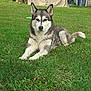 dog, husky, pet, canine, fur, face, ears, paws, tail, grass, lawn, outdoor, backyard, shed, tent, relaxed, lying_down, portrait, closeup, greenery