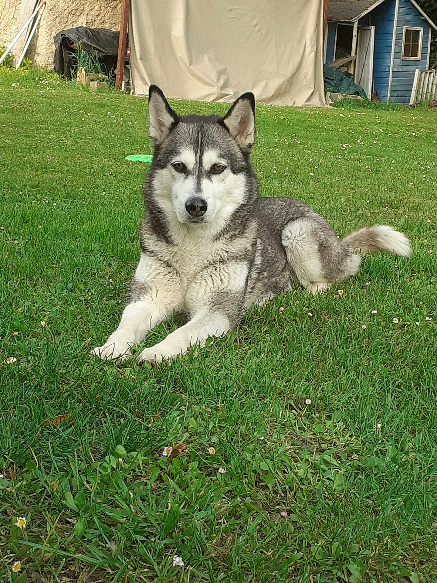 Nixie participe au concours pour gagner de l'argent avec cette photo : dog, husky, pet, canine, fur, face, ears, paws, tail, grass, lawn, outdoor, backyard, shed, tent, relaxed, lying_down, portrait, closeup, greenery