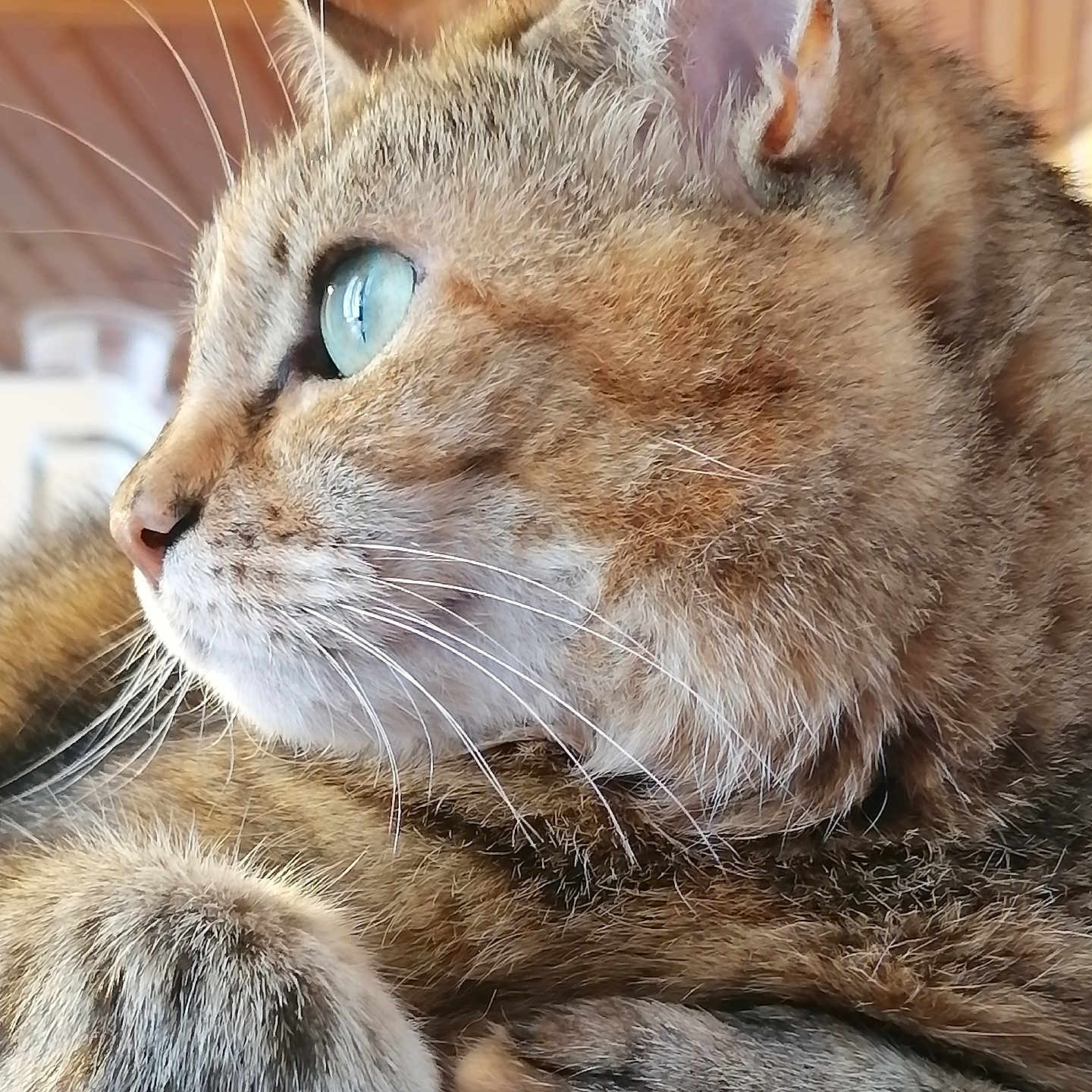 Gaïa participe au concours pour gagner de l'argent avec cette photo : animal, blue_eyes, cat, close_up, cute, domestic_cat, feline, focus, fur, indoor, paws, pet, portrait, profile, relaxed, side_view, soft_texture, tabby, whiskers, wooden_background