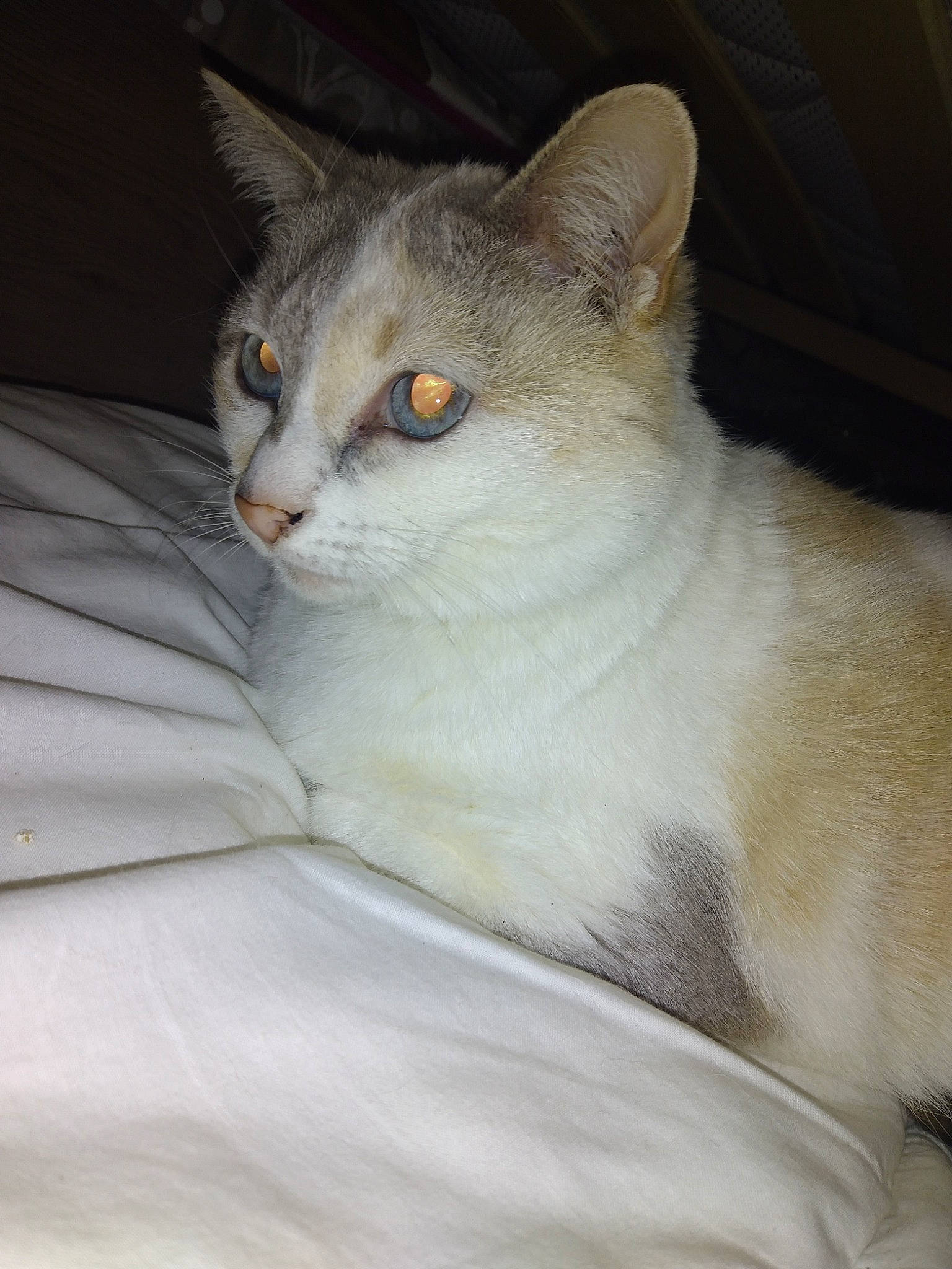 Inès a rejoint le concours — aidez-le/la à gagner de superbes lots ! carnivore, cat, comfort, domestic_short_haired_cat, ear, eye, fawn, felidae, fur, head, iris, small_to_medium_sized_cats, snout, tail, terrestrial_animal, whiskers, window