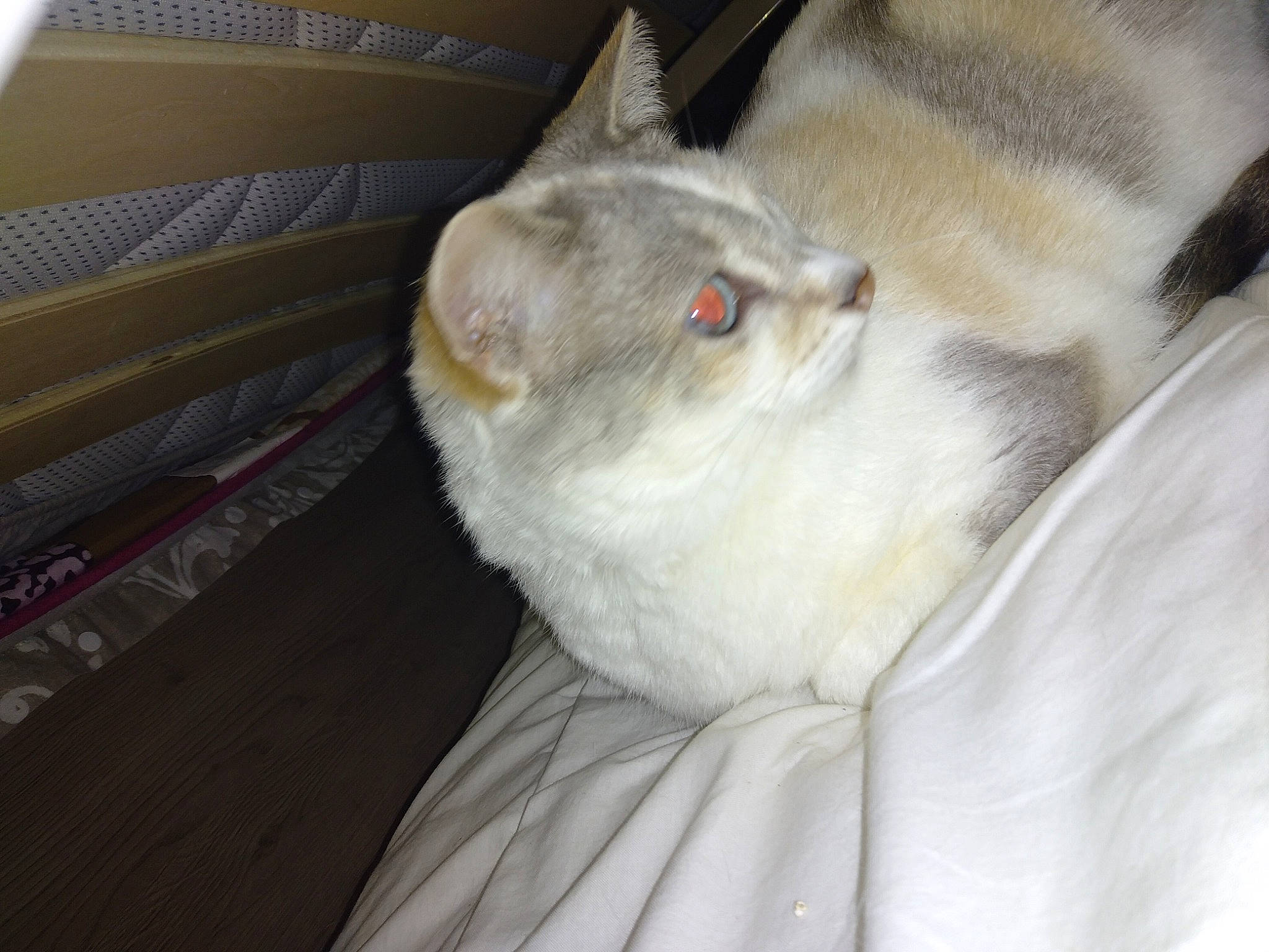 Inès participe au concours pour gagner de l'argent avec cette photo : carnivore, cat, comfort, couch, domestic_short_haired_cat, fawn, felidae, fur, nap, paw, small_to_medium_sized_cats, snout, tail, whiskers