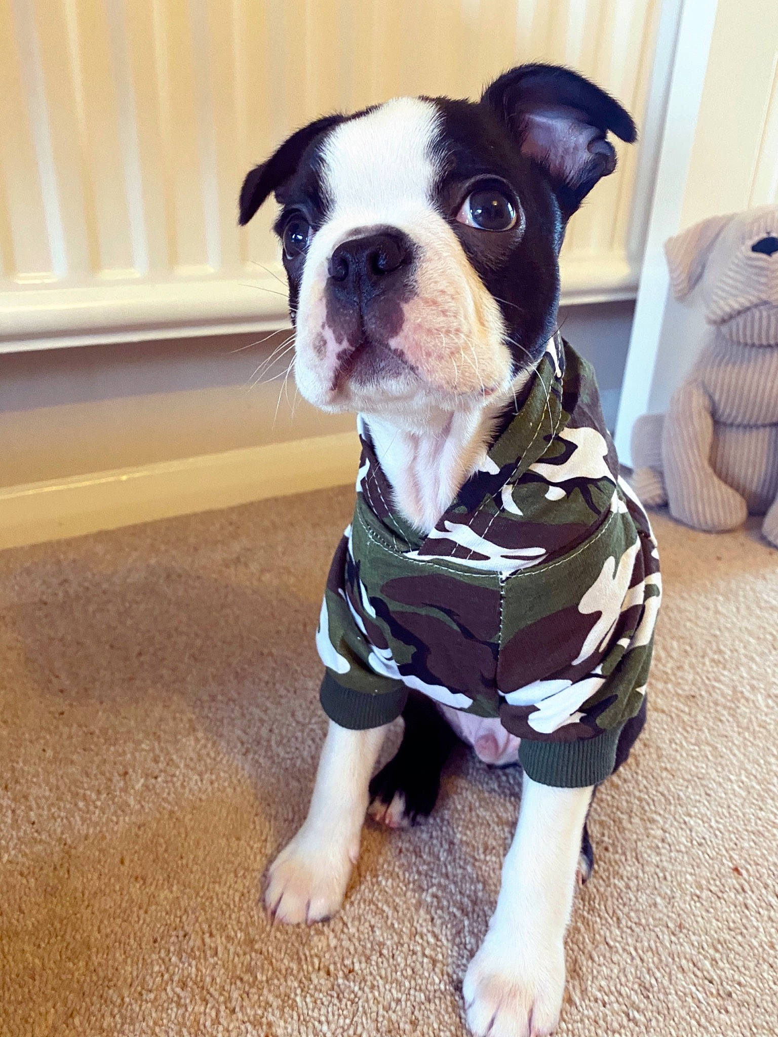 Hector joined the competition — help win amazing prizes! boston_terrier, bulldog, carnivore, collar, companion_dog, dog, dog_breed, dog_clothes, dog_collar, fawn, flooring, french_bulldog, molosser, pet_supply, snout, sporting_group, toy, toy_dog, whiskers, working_animal