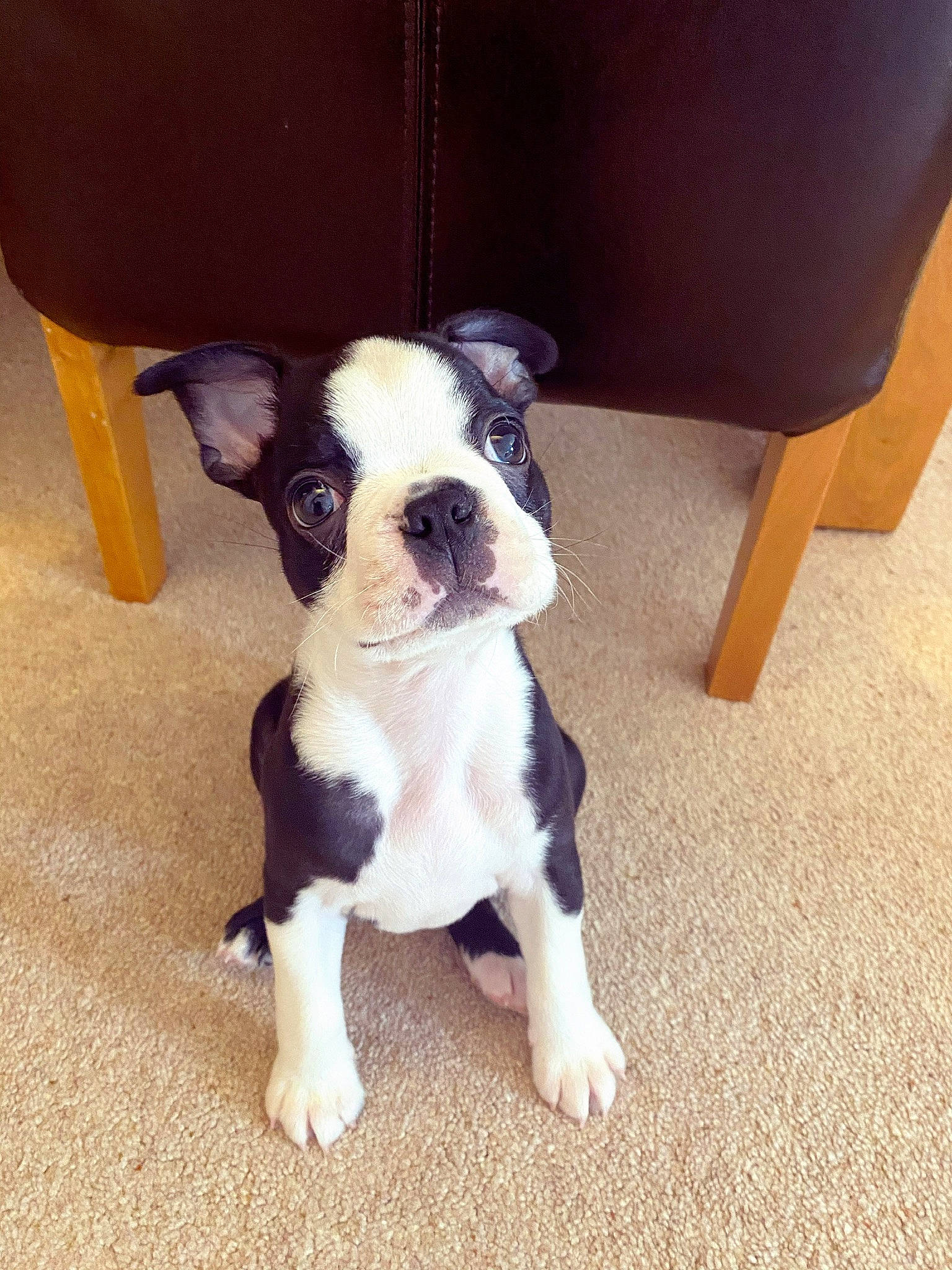 Hector is registered to the contest to win money with this photo: boston_terrier, bulldog, canidae, carnivore, comfort, companion_dog, dog, dog_breed, eye, fawn, flooring, french_bulldog, molosser, paw, snout, sporting_group, tail, toy_dog, whiskers, working_animal