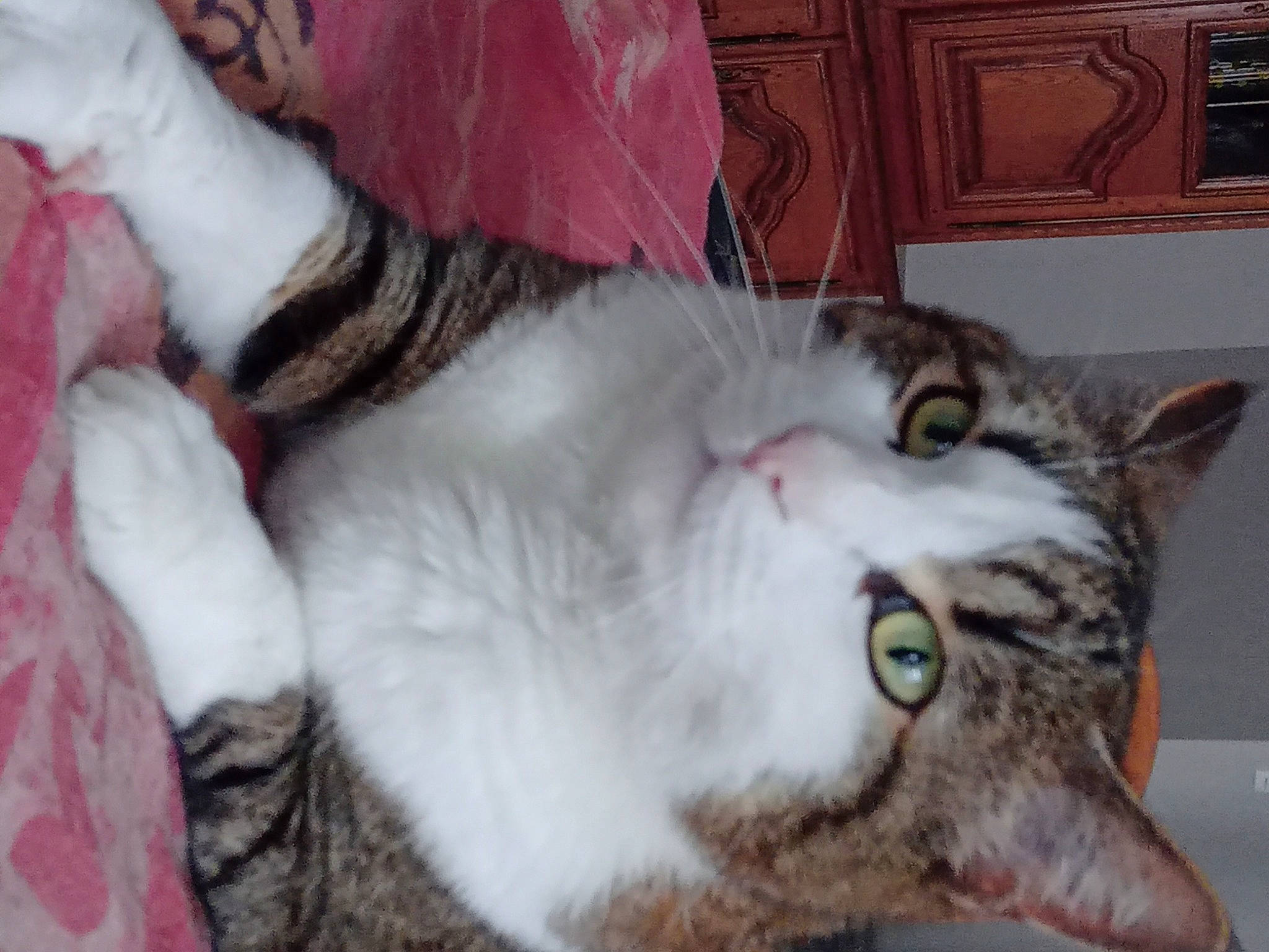 Nesty a rejoint le concours — aidez-le/la à gagner de superbes lots ! carnivore, cat, claw, comfort, domestic_short_haired_cat, door, fang, felidae, fur, mammal, paw, small_to_medium_sized_cats, tail, vertebrate, whiskers