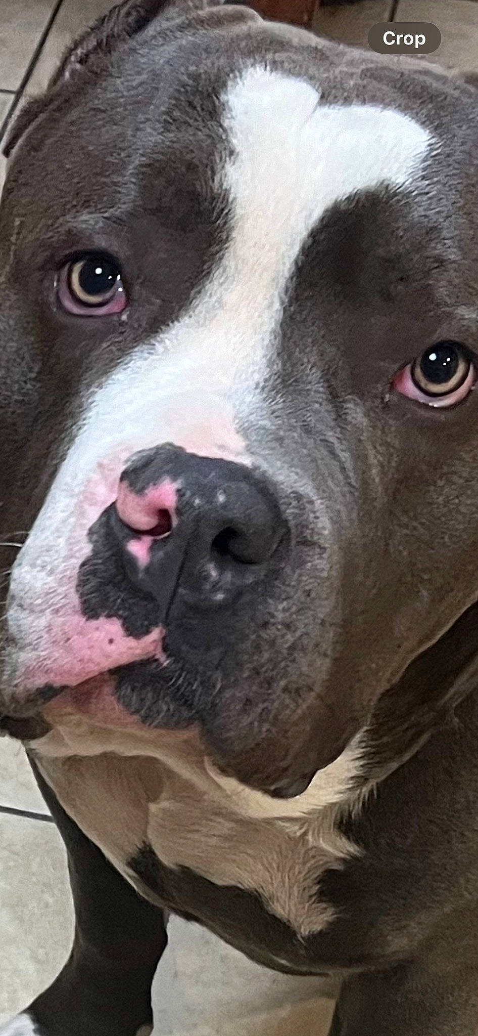 Frankie is registered to the contest to win money with this photo: boxer, canidae, carnivore, close_up, collar, companion_dog, dog, dog_breed, dog_collar, fawn, fur, molosser, non_sporting_group, photography, snout, sporting_group, terrestrial_animal, whiskers, working_animal, working_dog