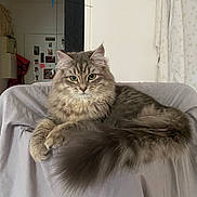 Arlette a rejoint le concours — aidez-le/la à gagner de superbes lots ! cat, fluffy, indoor, furniture, chair, pet, animal, fur, relaxed, green_eyes, long_hair, tail, domestic_cat, cute, resting, looking, portrait, home, cozy, calm