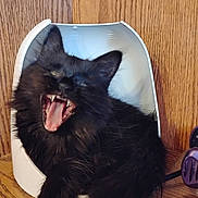 Munchkin is registered to the contest to win money with this photo: cat, black_cat, yawning, teeth, tongue, fur, pet, animal, container, wood, indoors, close_up, cute, feline, mouth_open, whiskers, relaxed, resting, domestic_cat, sharp_teeth