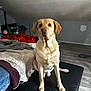 animal, bed, black_cushion, blanket, brown_eyes, canine, casual, dog, domestic, ears, floor, furniture, indoor, labrador_retriever, looking_at_camera, pet, room, sitting, snout, wooden_floor