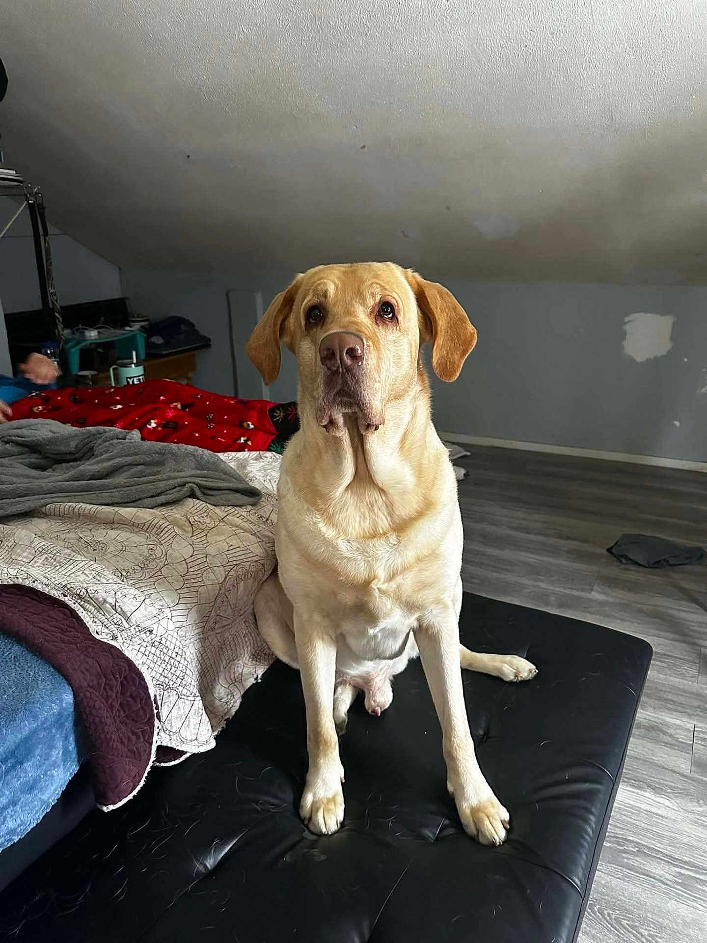 Dozer
