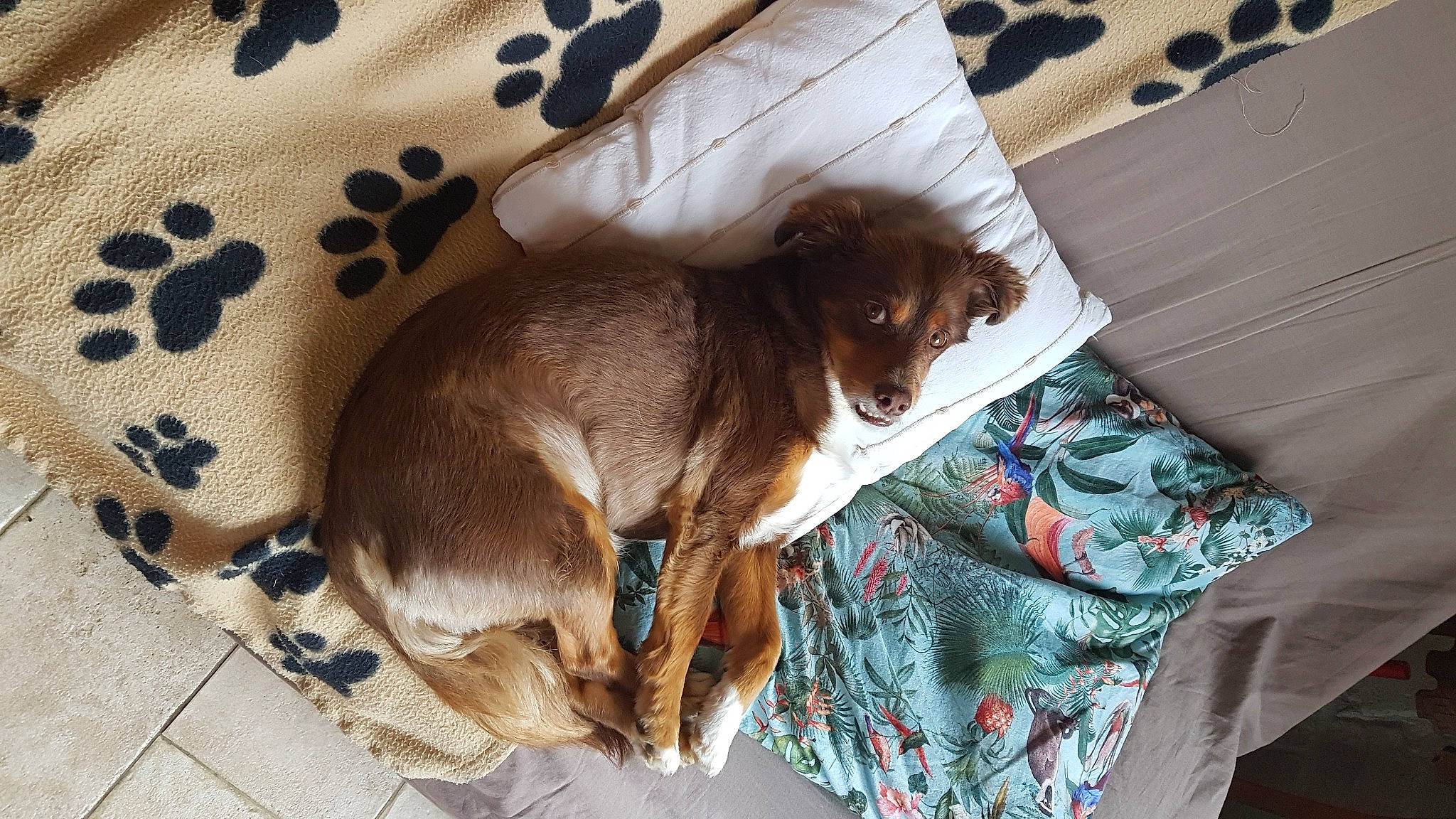 Barry participe au concours pour gagner de l'argent avec cette photo : brown, canidae, carnivore, collar, comfort, companion_dog, dog, dog_breed, dog_supply, fawn, fur, linens, liver, pattern, pet_supply, sporting_group, textile, toy_dog, whiskers, working_animal