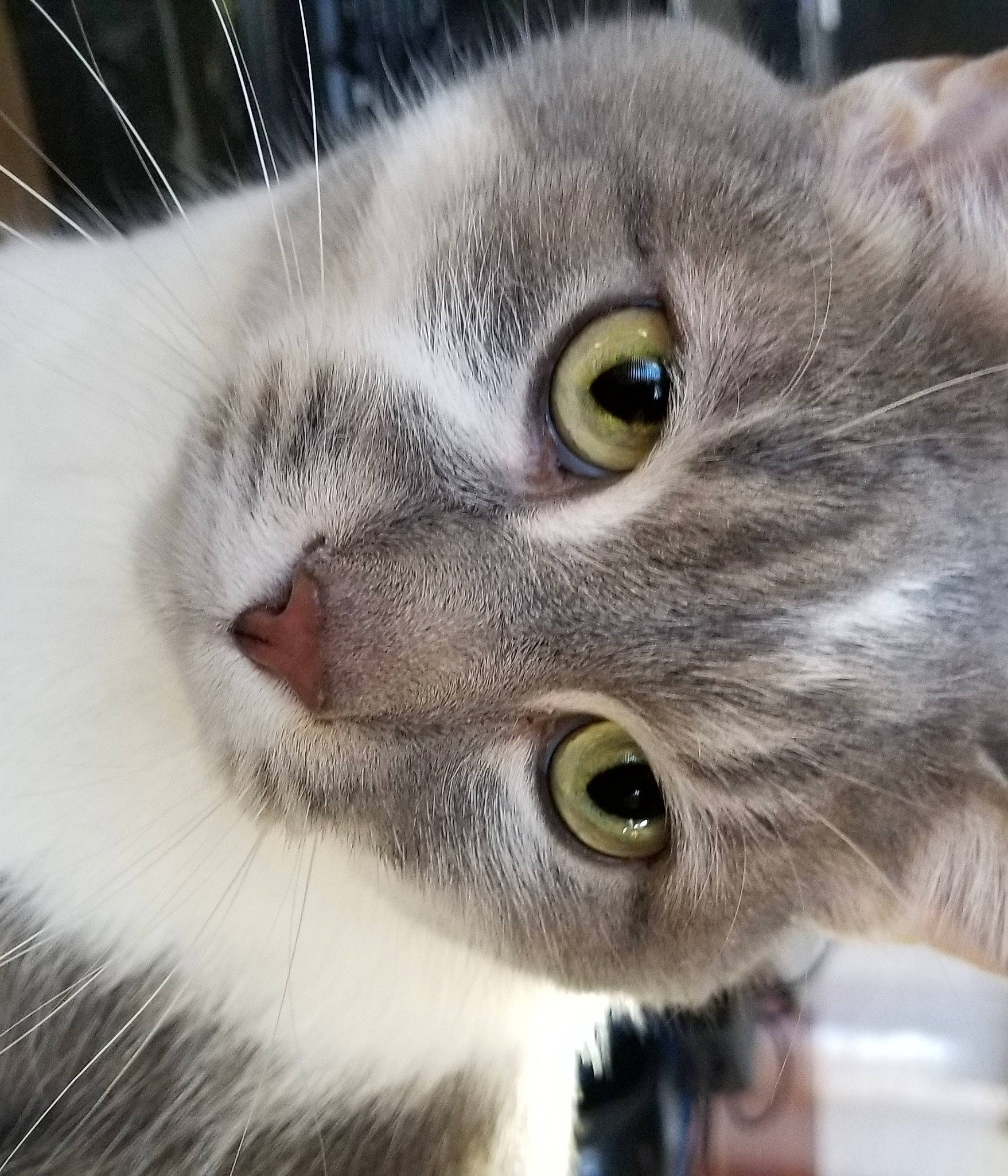 Dougal is registered to the contest to win money with this photo: american_wirehair, british_semi_longhair, carnivore, cat, close_up, domestic_short_haired_cat, european_shorthair, eye, felidae, fur, kitten, munchkin, nose, photography, scottish_fold, singapura, small_to_medium_sized_cats, snout, tabby_cat, whiskers