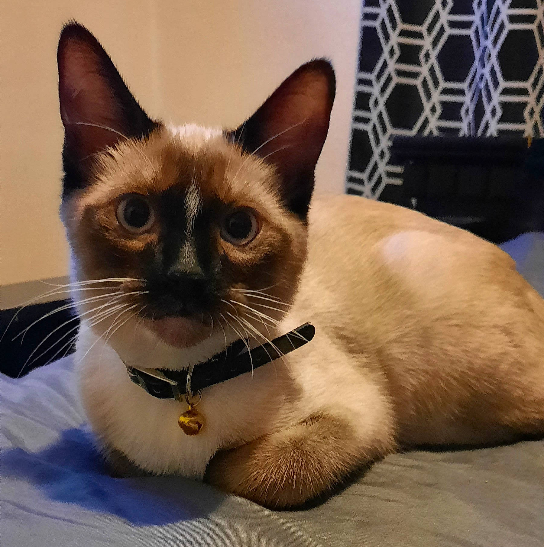 Meow-meow joined the competition — help win amazing prizes! balinese, birman, carnivore, cat, cat_supply, domestic_short_haired_cat, fang, fawn, felidae, fur, paw, pet_supply, siamese, small_to_medium_sized_cats, snout, tail, terrestrial_animal, thai, whiskers