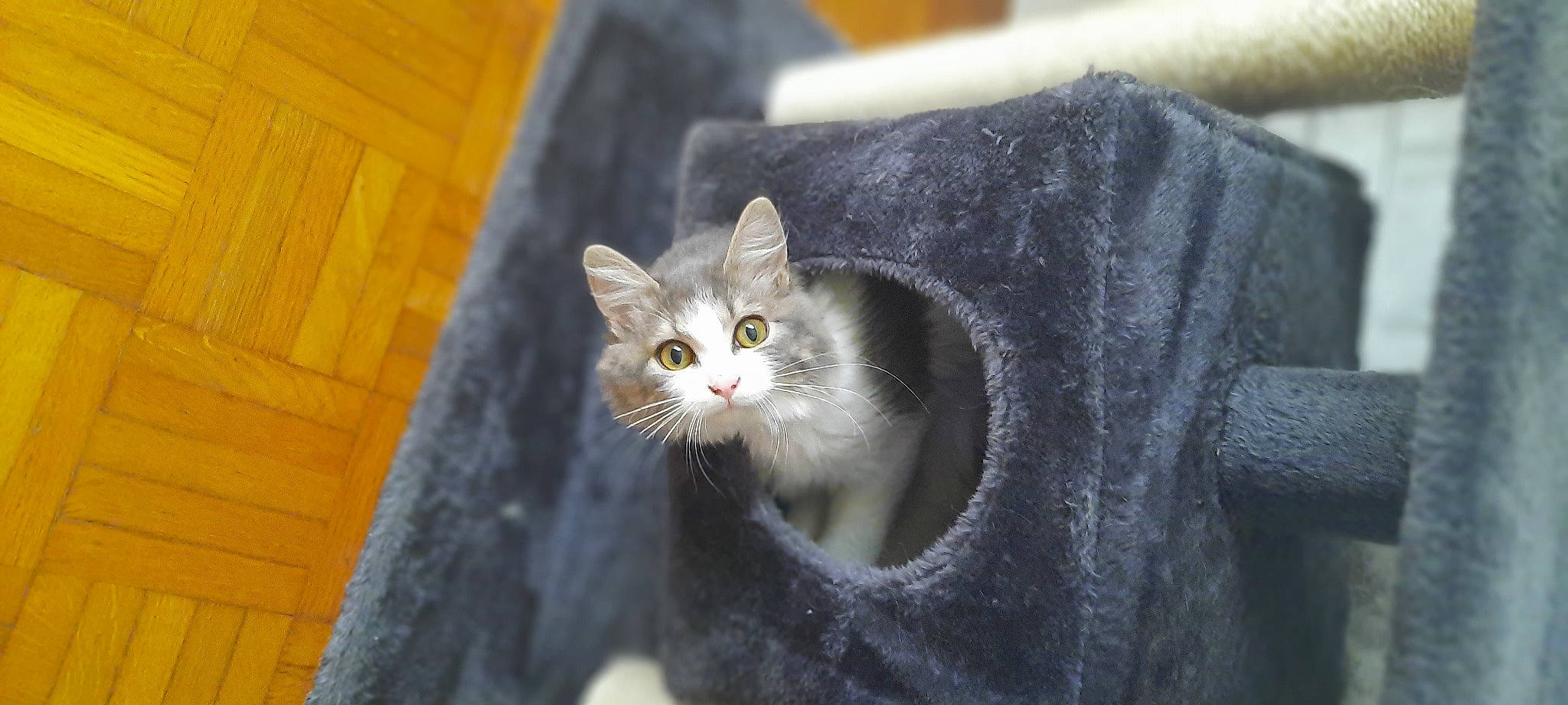 Sephir a rejoint le concours — aidez-le/la à gagner de superbes lots ! carnivore, cat, domestic_short_haired_cat, door, felidae, fur, grey, paw, plant, small_to_medium_sized_cats, snout, tree, whiskers, wildlife, window, wood