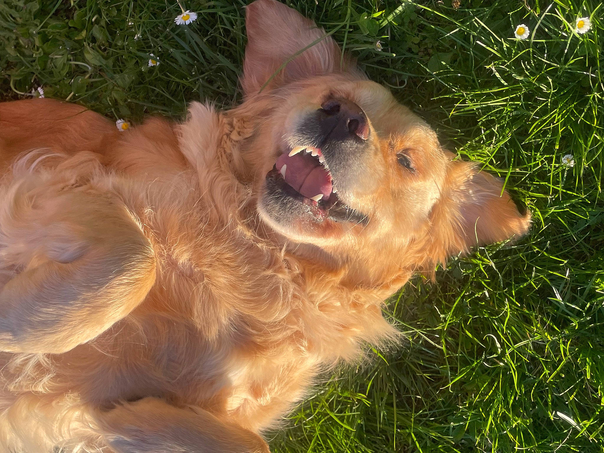 Nutella a rejoint le concours — aidez-le/la à gagner de superbes lots ! canidae, carnivore, clock, companion_dog, dog, dog_breed, fang, fawn, fur, german_shepherd_dog, grass, herding_dog, paw, plant, snout, sporting_group, terrestrial_animal, whiskers, wildlife