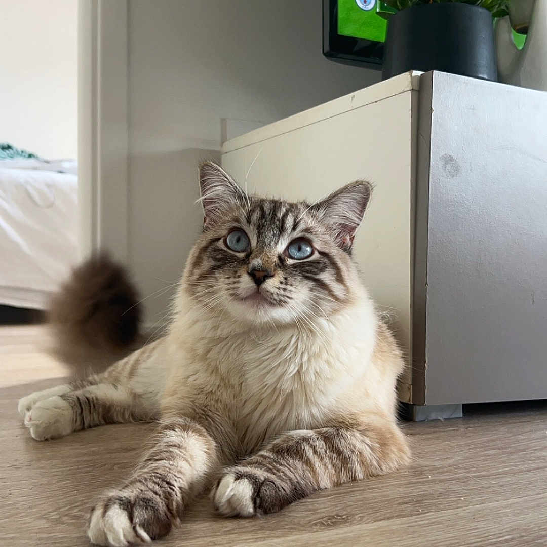 Oslo a rejoint le concours — aidez-le/la à gagner de superbes lots ! animal, cat, computerhardware, electronics, hardware, hardwood, indoors, interiordesign, jar, kitten, monitor, person, pet, plant, planter, pottedplant, pottery, screen, vase, wood