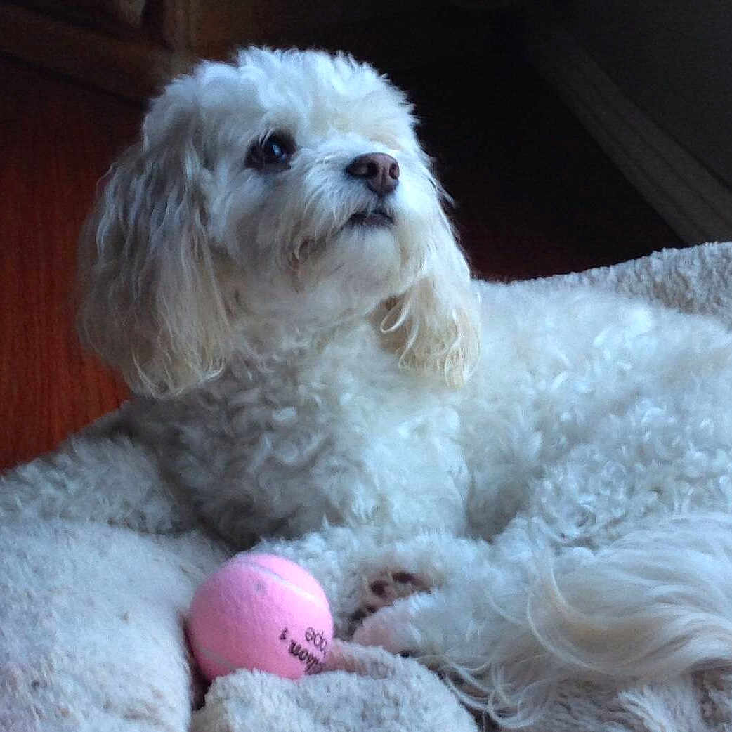 Sophie