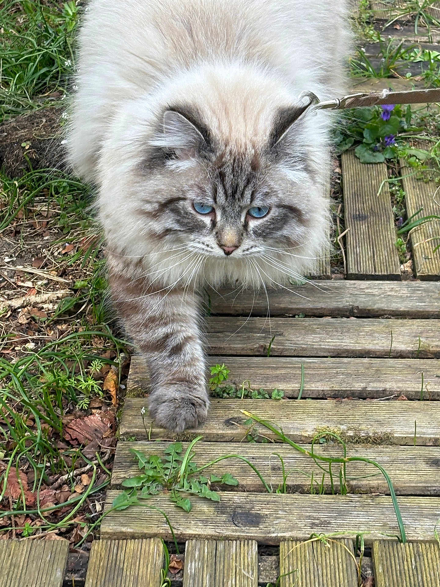 Vegas participe au concours pour gagner de l'argent avec cette photo : cat, fluffy, blue_eyes, walking, wooden_path, outdoor, greenery, plants, garden, fur, pets, animal, nature, whiskers, closeup, cute, striped, tabby, leash, focused