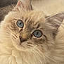 Vegas participe au concours pour gagner de l'argent avec cette photo : cat, blue_eyes, fluffy, close_up, whiskers, fur, portrait, pet, animal, cute, curious, soft_light, indoor, feline, mammal, domestic_animal, face, ears, nose, beautiful