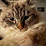 cat, close_up, fluffy, blue_eyes, fur, pet, animal, portrait, indoor, whiskers, cute, feline, mammal, soft, domestic_animal, face, relaxed, warm_light, expression, sleepy