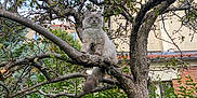 Vegas a rejoint le concours — aidez-le/la à gagner de superbes lots ! cat, tree, branch, outdoor, pet, animal, feline, fur, nature, garden, leaf, wood, plant, sky, house, fence, bush, daylight, wildlife, watchful
