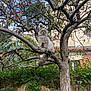 cat, tree, branch, outdoor, pet, animal, feline, fur, nature, garden, leaf, wood, plant, sky, house, fence, bush, daylight, wildlife, watchful