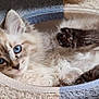 Vegas participe au concours pour gagner de l'argent avec cette photo : kitten, cat, blue_eyes, fluffy, paw, cat_bed, circular_bed, carpet, scratching_post, pet, indoor, cute, relaxed, fur, whiskers, animal, mammal, small_pet, resting, close_up