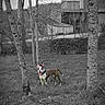 Vanille a rejoint le concours — aidez-le/la à gagner de superbes lots ! dog, canine, pet, outdoor, grass, trees, woodland, garden, house, residential, black_and_white, selective_color, standing, collar, tongue_out, pointed_ears, portrait, nature, winter, landscape
